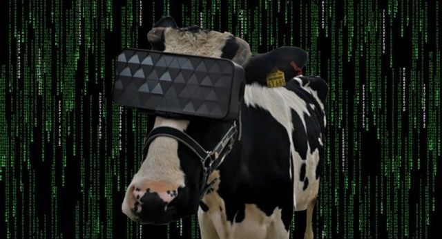 VR dla krów