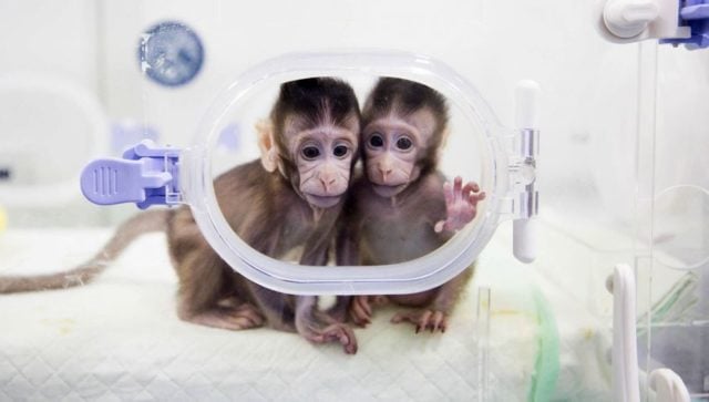 makaki-małpy-klonowanie