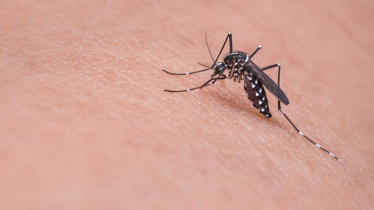 Zmodyfikowane genetycznie komary trafią na wolność