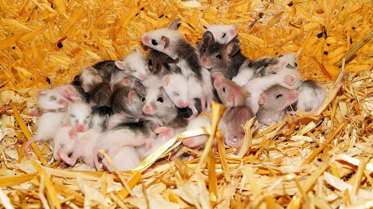 Mózgi myszy stawiają na dobór naturalny 