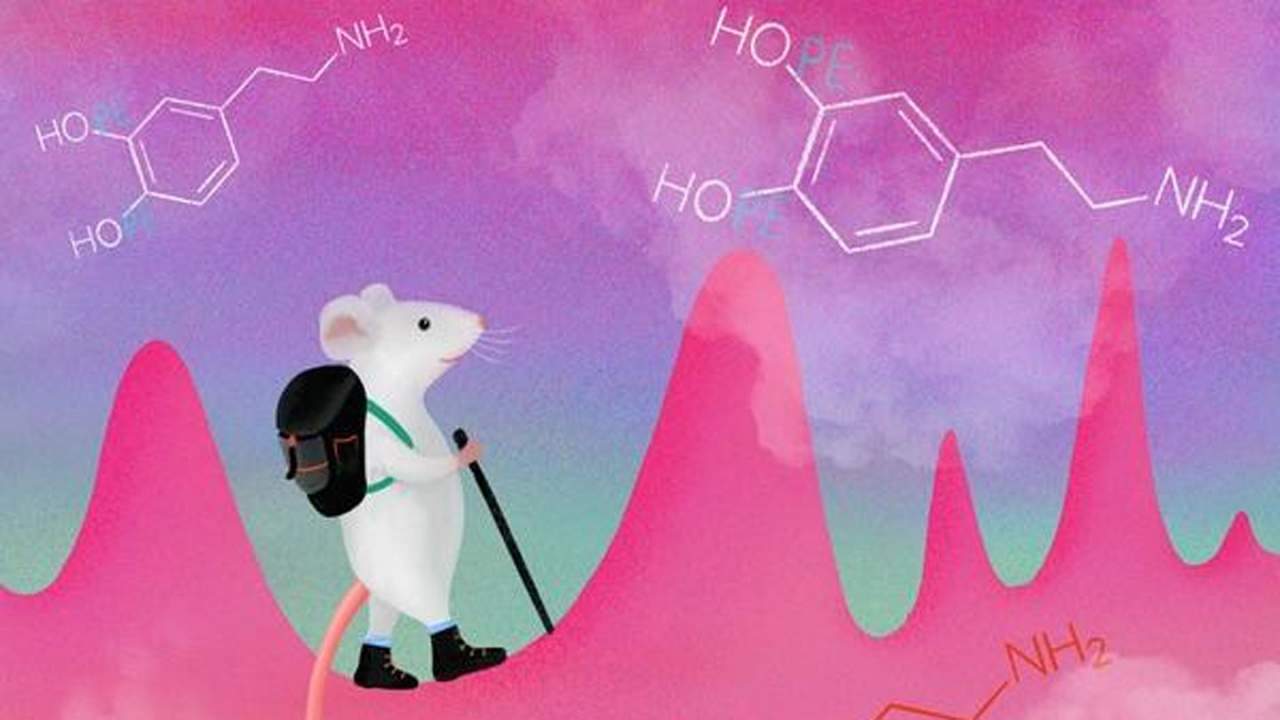 Myszy kontrolują dopaminę