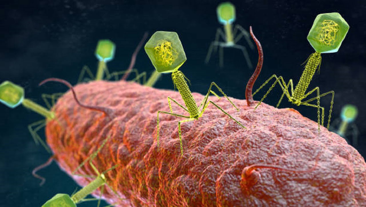 Bakteriofagi z antybiotykami
