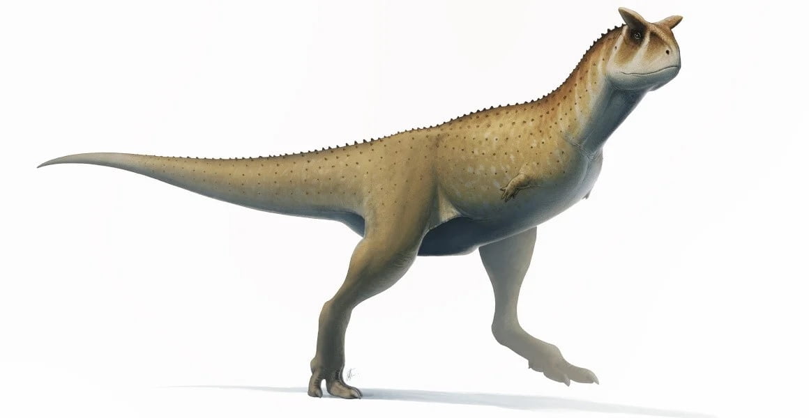 Poznaj dinozaura Carnotaurus sastrei