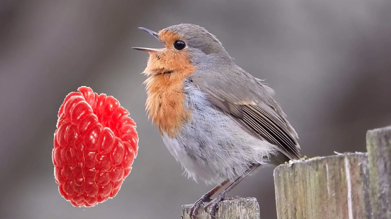 raspberry robin