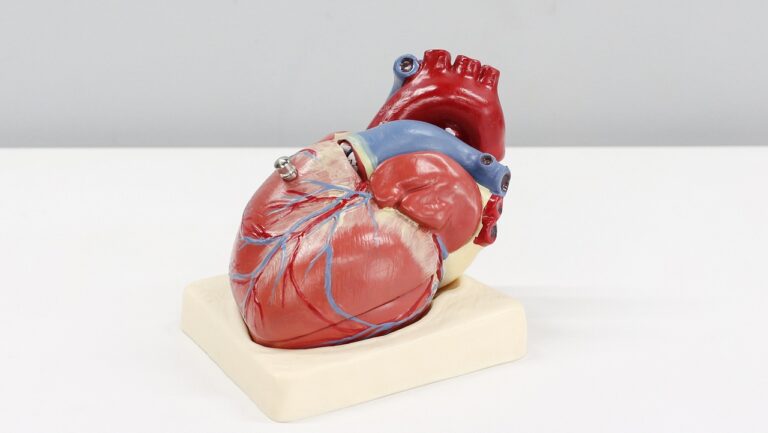 Choroby serca potrafią zaskoczyć. Zdjęcie przedstawia model ludzkiego serca na biurku z widocznymi komorami i naczyniami krwionośnymi.