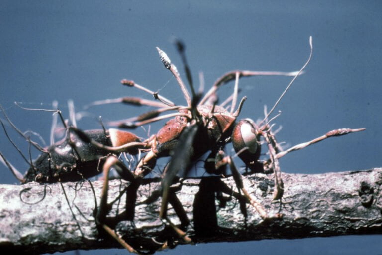 Mrówka zarażona kordycepsem