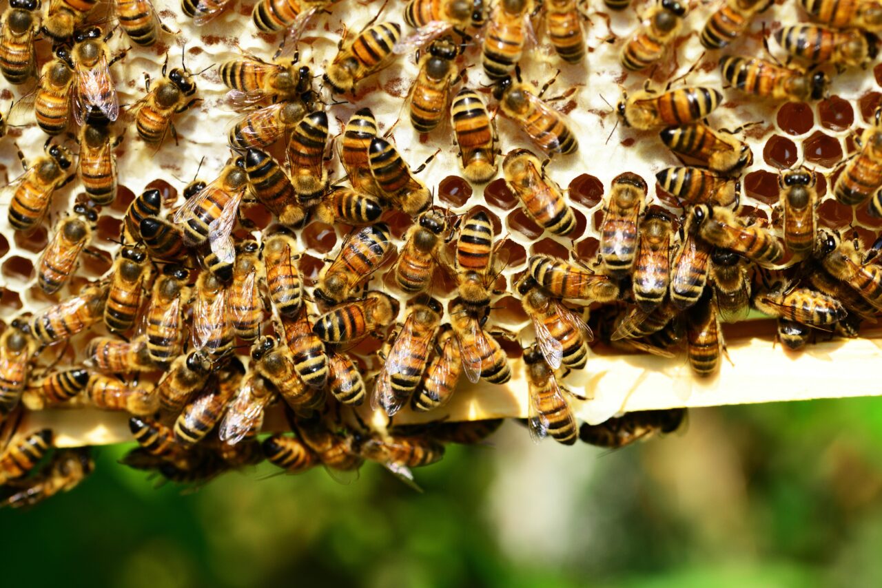 zwierzęta pszczoły miodne