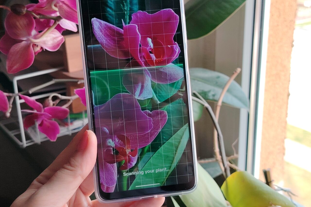 Osoba trzyma smartfon z ekranem pokazującym aplikację do skanowania roślin z tekstem "Scanning your plant...", na którym wyświetlona jest fioletowa storczyk na tle pokoju.