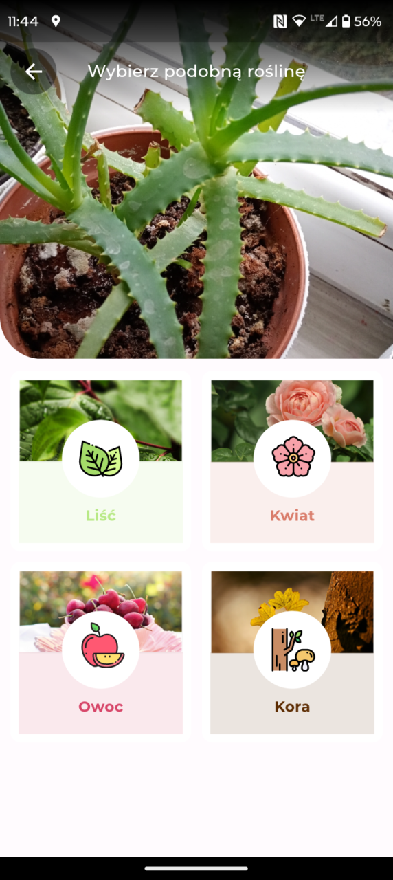 leafsnap aplikacja do rozpoznawania roślin 2