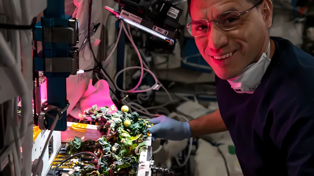 Astronauta pracujący przy eksperymencie botanicznym na pokładzie stacji kosmicznej, uśmiecha się do kamery, w tle różowe światło LED oświetlające kosmiczne pomidory