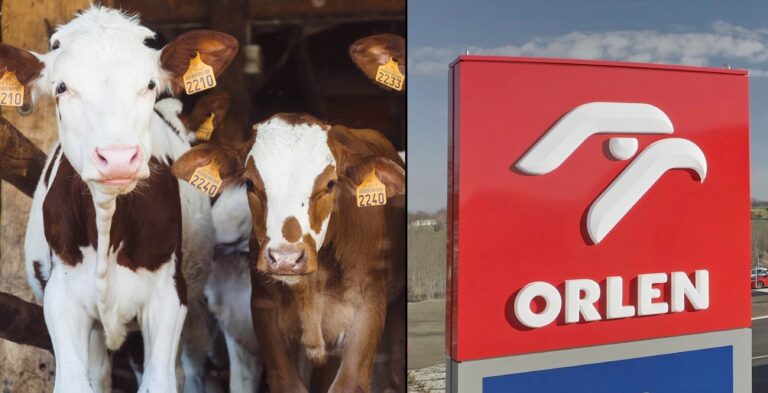 Dwa zdjęcia: po lewej stronie trzy krowy w oborze z żółtymi kolczykami ID, produkujące krowie łajno. Po prawej logo ORLEN na czerwonym tle z niebieską podstawą i białymi literami, w tle niebieskie niebo.