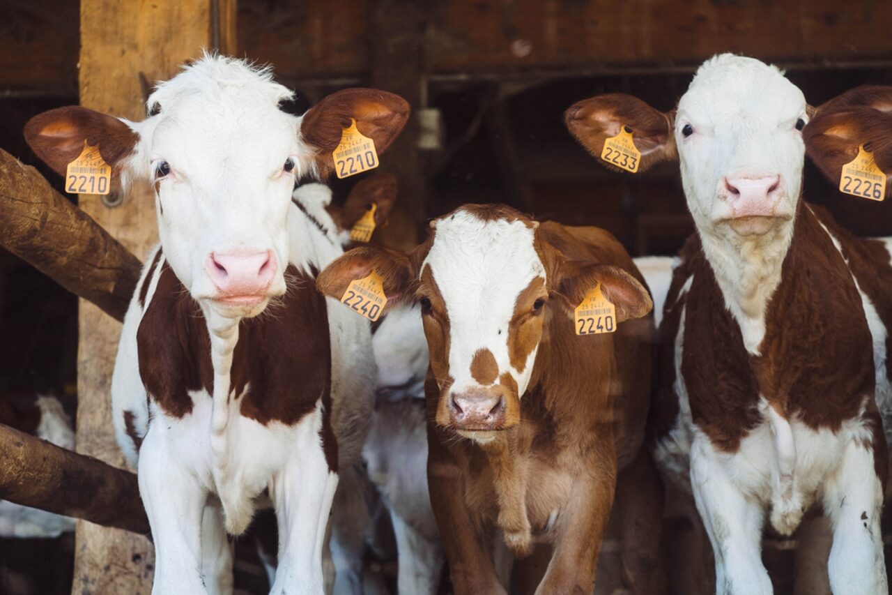 Cztery ciekawskie krowy w oborze, patrzące przez drewniane barierki, z numerowanymi kolczykami w uszach, produkujące krowie łajno.