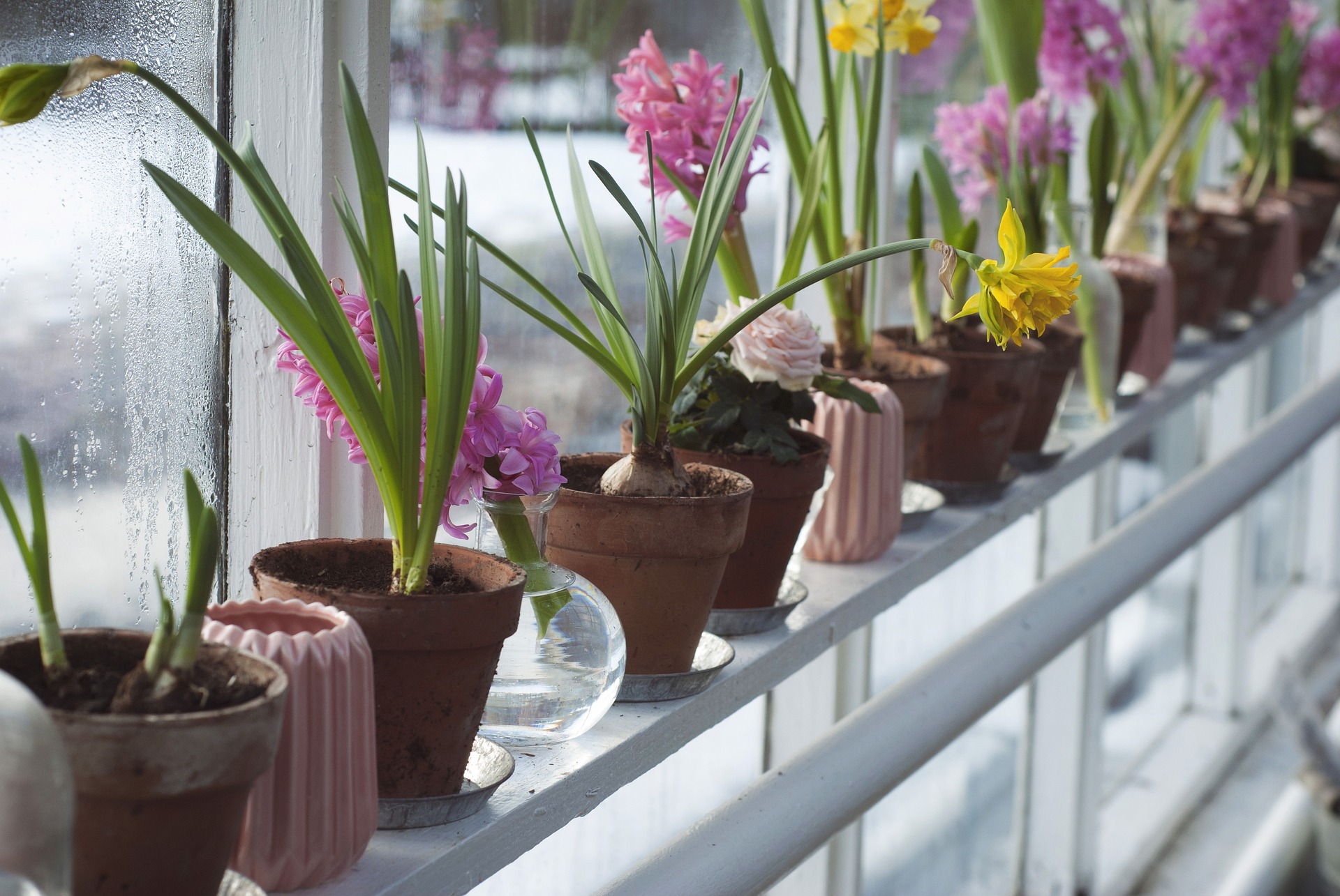 Różowe hiacynty i żółte narcyzy w glinianych doniczkach na parapetach przy oknie z kondensacją.