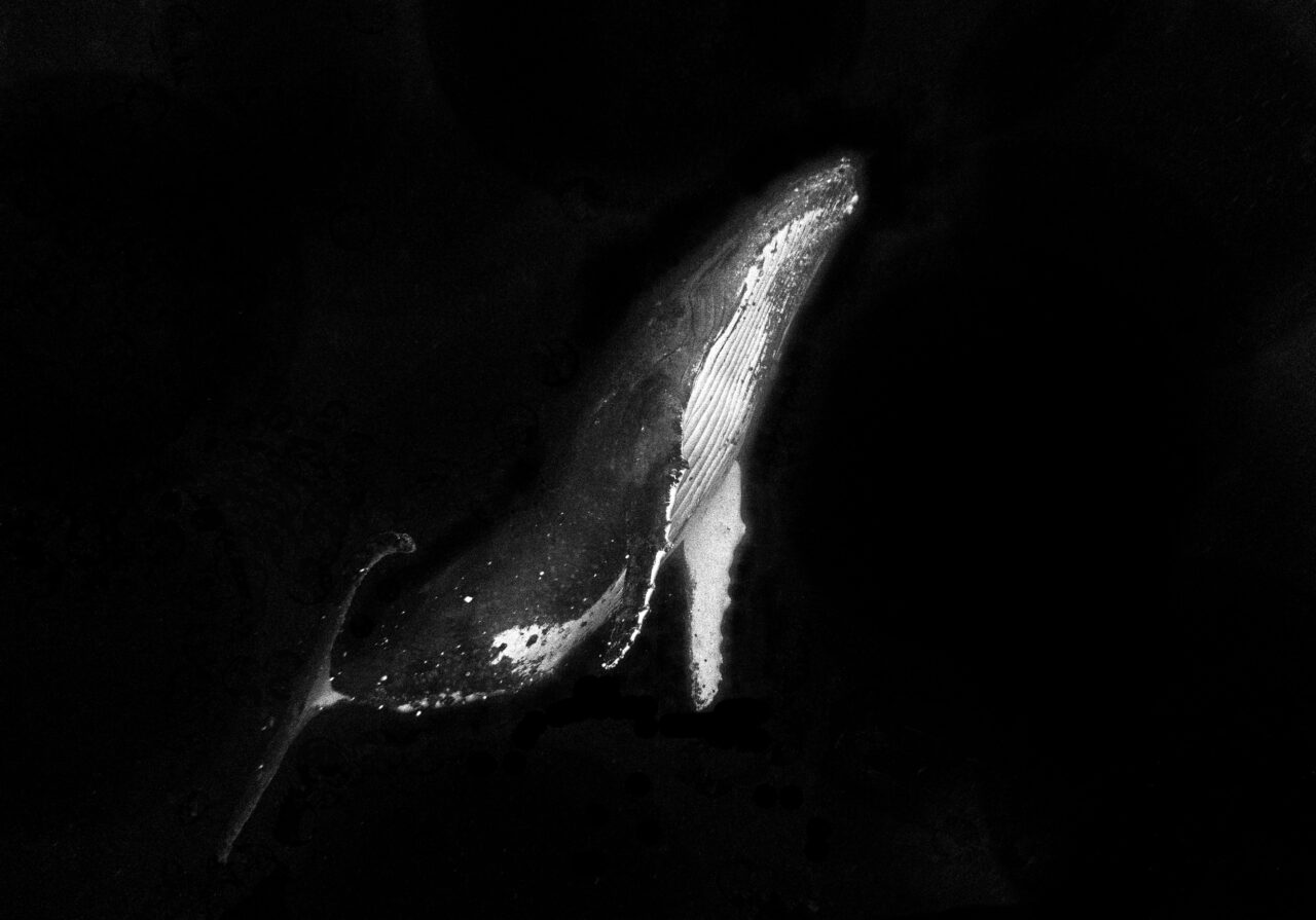 Walenie w czarno-białej tonacji widziane z góry w ciemnej wodzie.