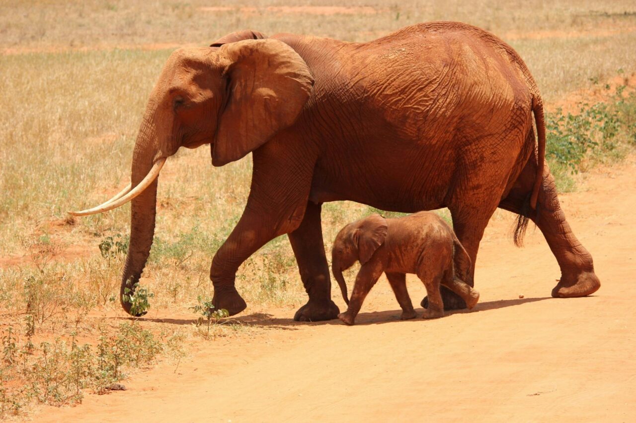 Earth Species Project. Dorosły słoń i mały słoń chodzące przez czerwoną, afrykańską ziemię.