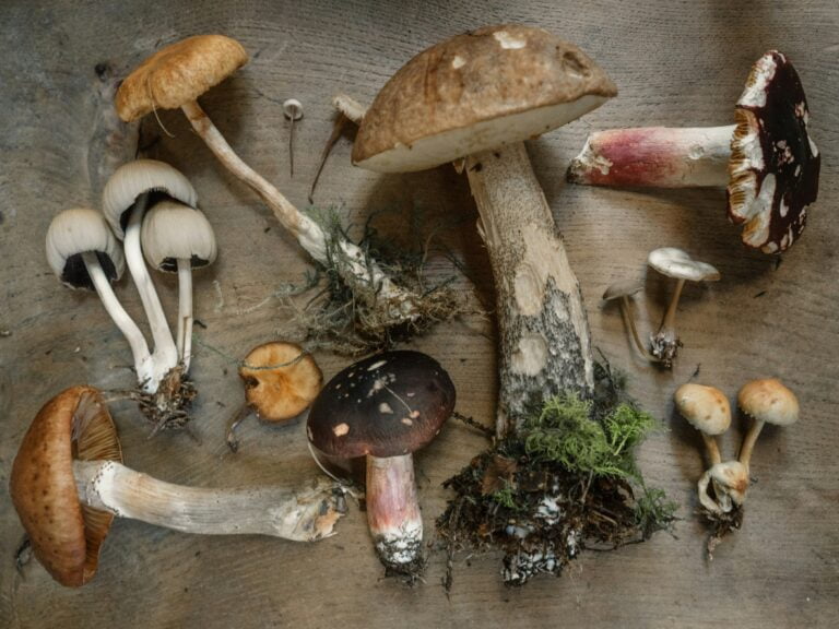 Zróżnicowane grzyby leśne rozmieszczone na drewnianej powierzchni. AI do rozpoznawania grzybów pozwoli je zidentyfikować