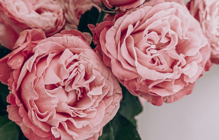 Różowe róże z bliska na jasnym tle, ofiarowane na Dzień Kobiet