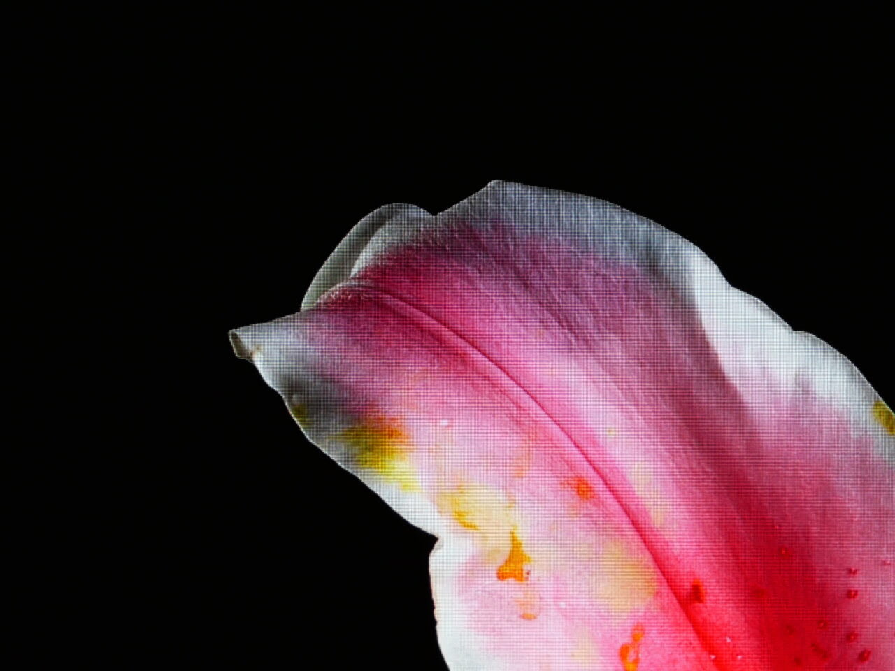 Płatek kwiatu o różowym zabarwieniu z drobnymi kropelkami rosy na czarnym tle.