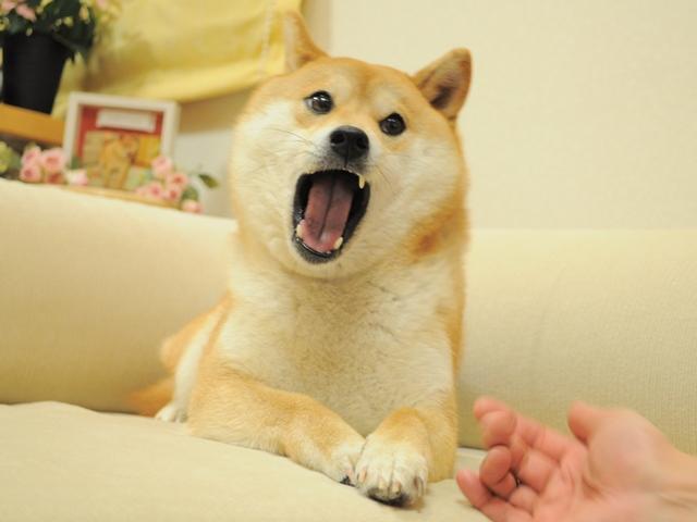 Um cachorro Shiba Inu sentado no sofá com a boca aberta, a mão de um humano próximo a ele. Este é Kabosu, o cachorro icônico