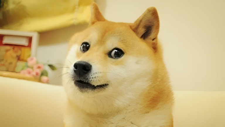 Pies rasy Shiba Inu z szeroko otwartymi oczami, tło rozmyte. kultowy pieseł
