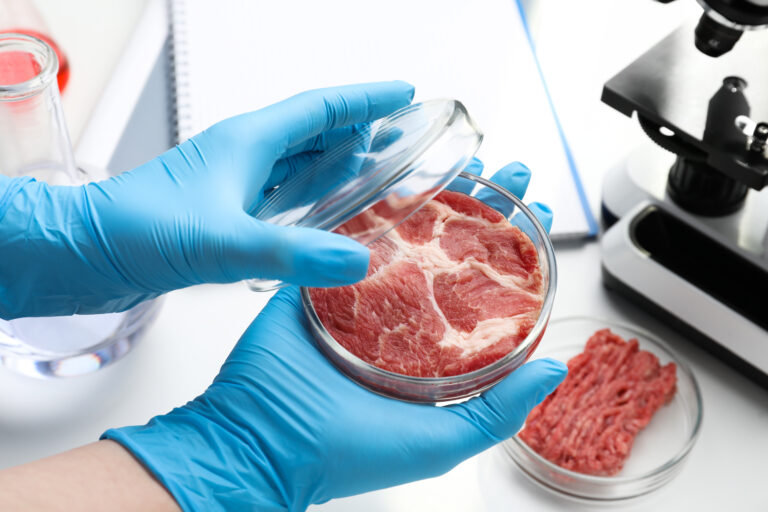 Rękawiczki ochronne trzymające szalkę Petriego z kawałkiem mięsa w laboratorium.