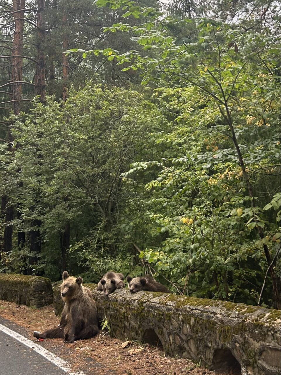 Trzy niedźwiedzie siedzące przy kamiennej barierce obok drogi pośród gęstego lasu.