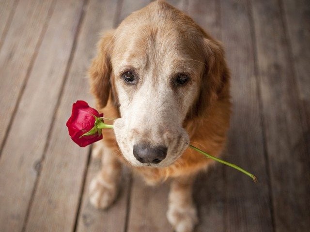 Dogs-Love-Flowers-Wallpaper-HD-175