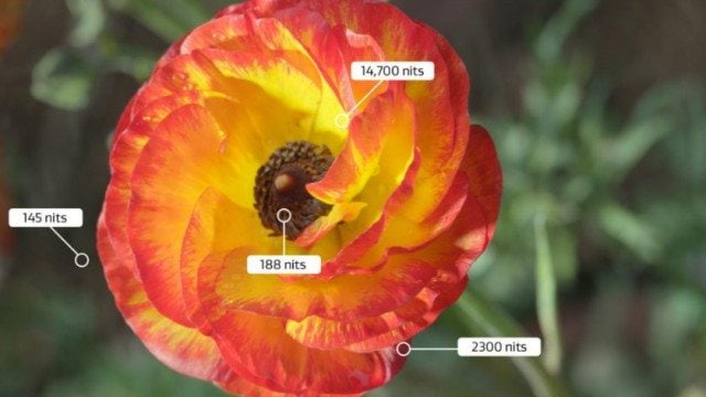 Dolby-Vision-flower-nits-HDR-840x472